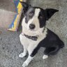 Niño Americano 🇦🇷🐕🦺🤠 profil fotoğrafı
