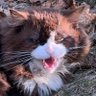 angry feral cat's profile picture