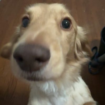 dog's profile picture