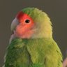 Profilbild von 如月ぶんちょう3