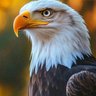مغترب جاد profil fotoğrafı