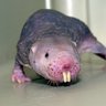 Nakedmoleratincrisis's profile picture