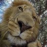 Alca's profile picture