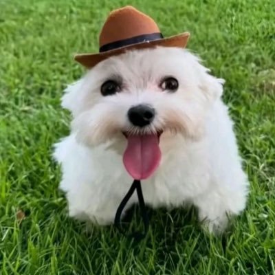 🌻tacosalpastorsinsal🌻's profile picture