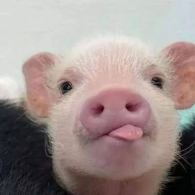 Pig 🐽🐷's profile picture
