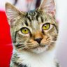 Фото профиля AI CAT