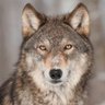 Фото профиля Wolf
