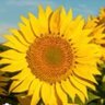 v4n 🌻 profil fotoğrafı