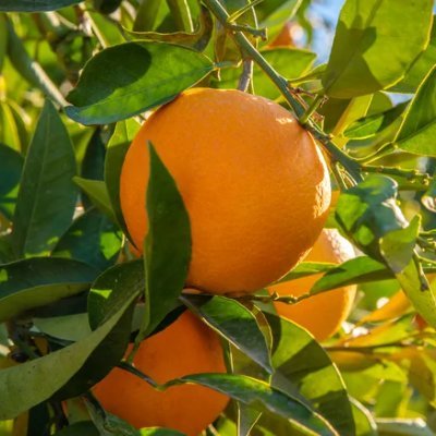 TheKinoGrove's profile picture