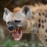 hyena's profile picture