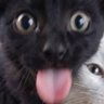 Profilbild von Squair