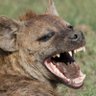 Hyena 的头像