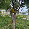 Фото профиля Võ thuật lưỡi