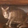 Plabo's profile picture