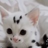 sirlixalotofpuz's profile picture