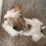 puku☆ profil fotoğrafı