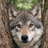 🐺FREKI~ANCIENT CRYPTO OG 2011 | HBAR XRP CRV ETH profil fotoğrafı