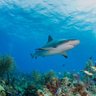 Profilbild von Shark
