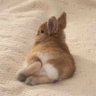 น้องถั่วดาวอินทวิต 的头像