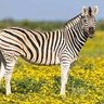 Samaita Mutasa's profile picture