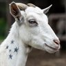 Фото профиля The Ozzy Goat Sam