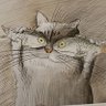 Miu's profile picture