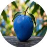 Profilbild von Blue Mango