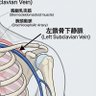 鎖骨下静脈脈 的头像
