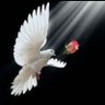 Dove/ርግብ's profile picture