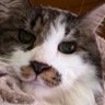 Profilbild von 猫しっぽ