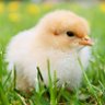Profilbild von Peep