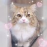 *𝒦 🍥 profil fotoğrafı