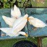 りーこ🐤👑 profil fotoğrafı