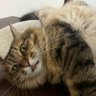 凡凡 profil fotoğrafı