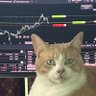 Trader Podosinnikov's profile picture