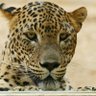 Chui. profil fotoğrafı