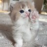 Фото профиля Cat 🐯