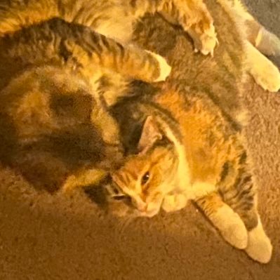 pookiepretz's profile picture