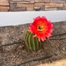 CommandoInAZ 🌵's profile picture