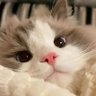 𝒩𝒾𝓉𝒾𝓃𝑔𝒶𝓁𝑒 ♡'s profile picture