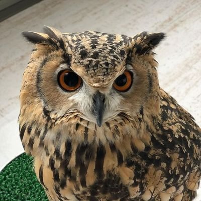 Owl's profile picture