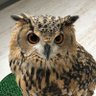 Owl profil fotoğrafı