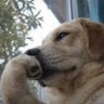 SHÍNÀ profil fotoğrafı