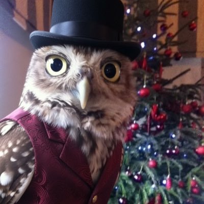 Owls_4_America's profile picture