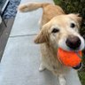 Greb Meg profil fotoğrafı