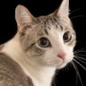 Фото профиля Kitty Kat