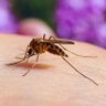 Фото профиля Mosquito 🦟