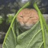 Catzilla's profile picture