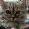Digital's profile picture
