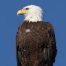 OysguyA's profile picture